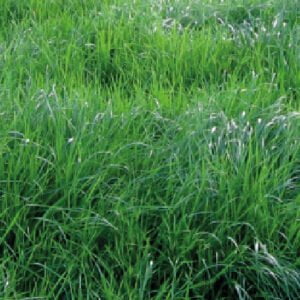 AMAZON RYE GRASS PERENNE
