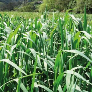 SEMILLA DE AVENA DORADA FORRAJERA