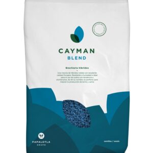 BRACHIARIA HIBRIDA CAYMAN