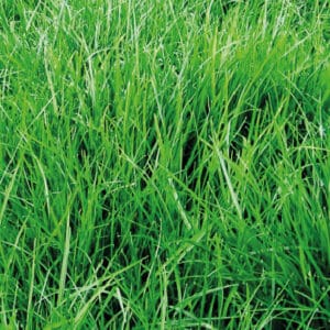 PASTORAL RYE GRASS PERENNE