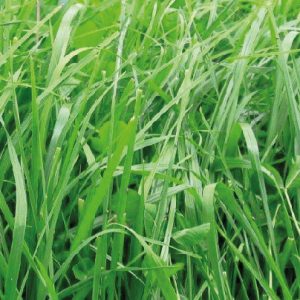 PASTO TITAN BLEND DRY