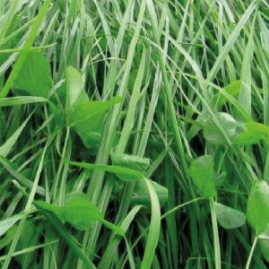 PASTO TITAN BLEND FORAGE
