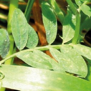 SEMILLA DE VICIA LEGUMINOSA
