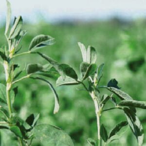 ALFALFA CUF 101 LEGUMINOSA