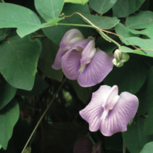 SEMILLA DE CENTROSEMA LEGUMINOSA