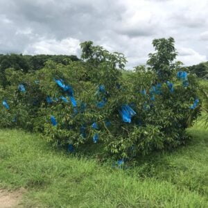 bolsas para guanabana