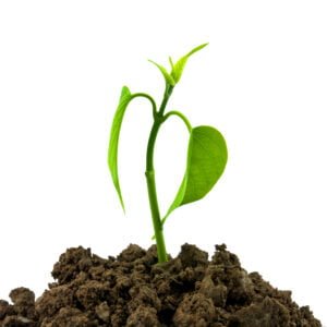 Bloom sprout from the soil isolated on white background, conservation concept