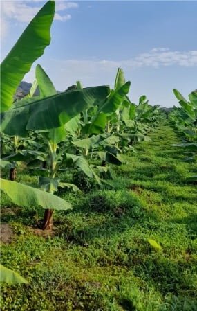Banano orgánico Santa Marta