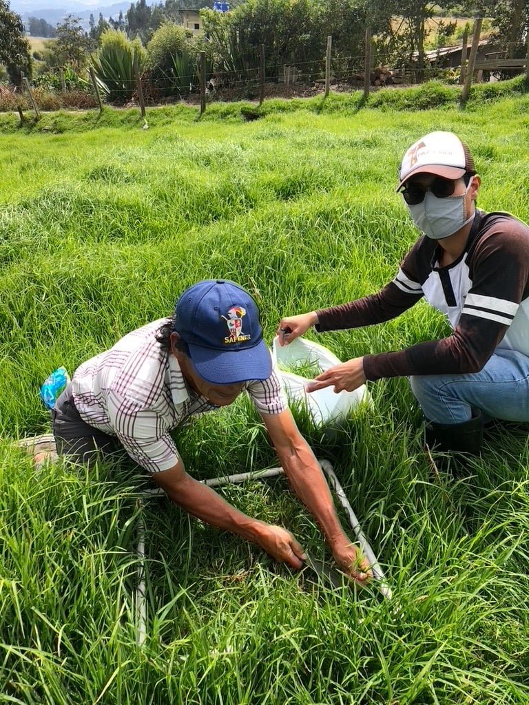 PASTO KIKUYO (Pennisetum clandestinum) Y LA APLICACIÓN DE SAFENER
