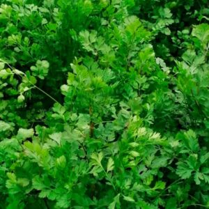 CILANTRO SLOW BOLT