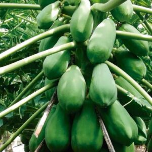 PAPAYA FORTUNA F1
