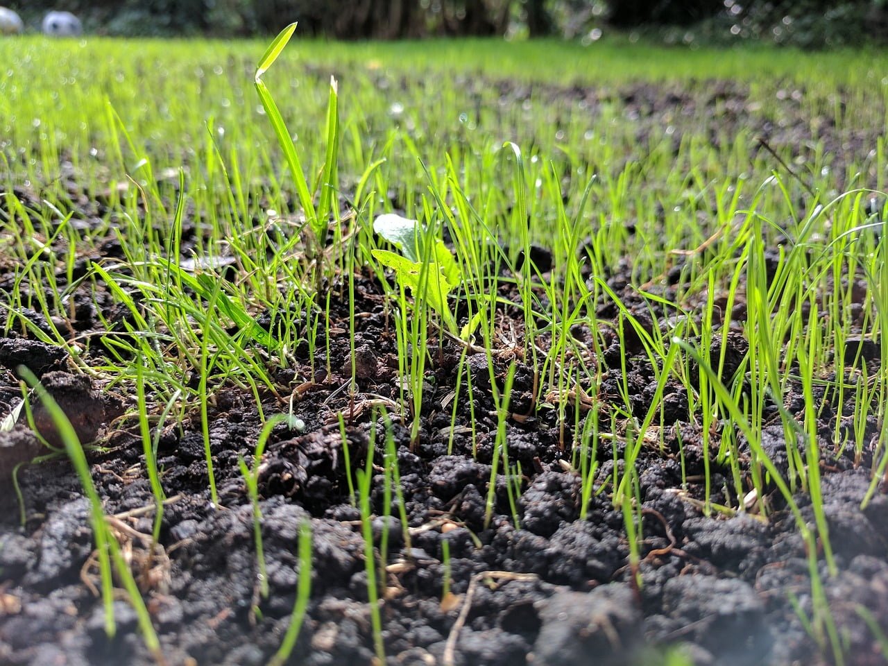 COMO SEMBRAR SEMILLAS DE PASTOS PARA GANADERÍA