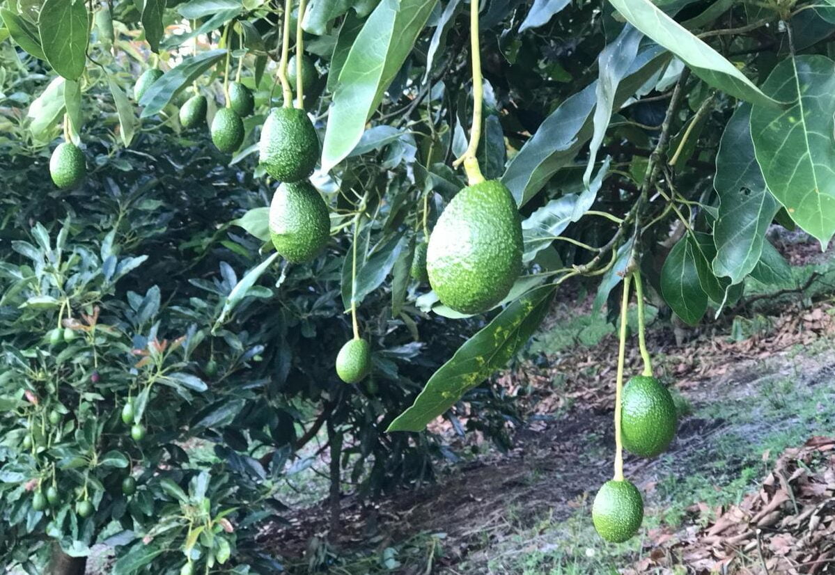 Golpe de sol aguacate