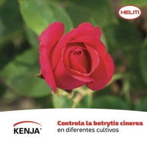 ISOFETAMID KENJA 400 SC