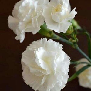 SEMILLAS DE CLAVEL BLANCO