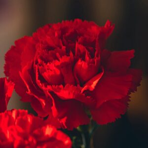 SEMILLAS DE CLAVEL ROJO