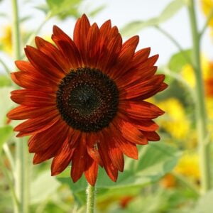 SEMILLA DE GIRASOL ROJO