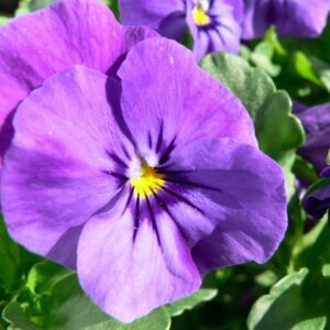 SEMILLA DE PENSAMIENTO VIOLETA