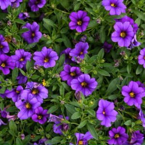 SEMILLA DE PETUNIA