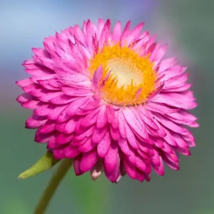 SEMILLA DE SIEMPREVIVA