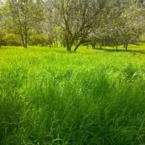 SEMILLA GAUCHO ESTRELLA