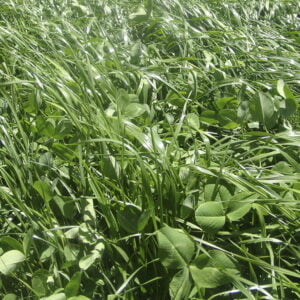 FORRAJE TETRABLEND 260