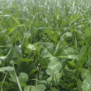 FORRAJE TETRABLEND PROTEICO