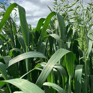 SEMILLA AVENA ALTOANDINA