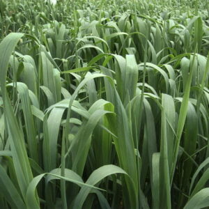 SEMILLA AVENA FORRAJERA EVERLEAF