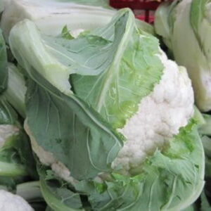 SEMILLA COLIFLOR MEMPHIS F1