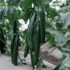 SEMILLA PEPINO HOMERO F1