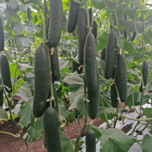 SEMILLA PEPINO MONTEBELLO F1