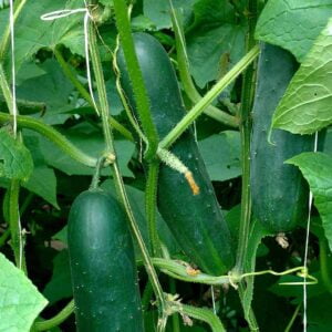 SEMILLA PEPINO PORTOBELLO F1