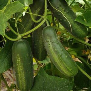 SEMILLA PEPINO SUPER MAX F1
