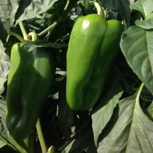 SEMILLA PIMENTON CACIQUE F1