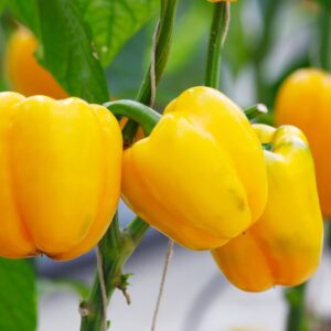 SEMILLA PIMENTON FENIX F1