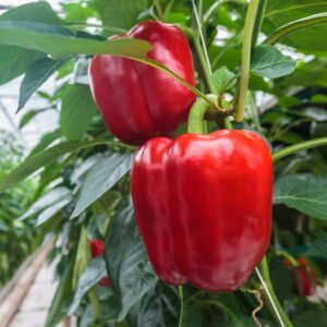SEMILLA PIMENTON PEGASOS F1