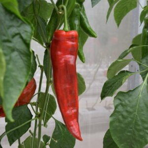 SEMILLA PIMENTON TURIN F1