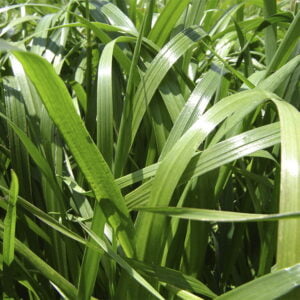 SEMILLA RYEGRASS ANUAL BIG DADDY