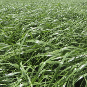 SEMILLA RYEGRASS IBEX