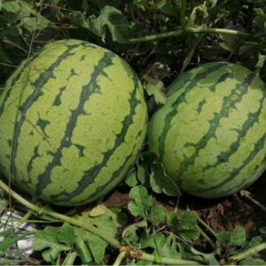 SEMILLA SANDIA ANTONELLA F1