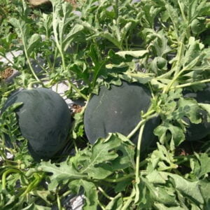 SEMILLA SANDIA GABRIELLA F1