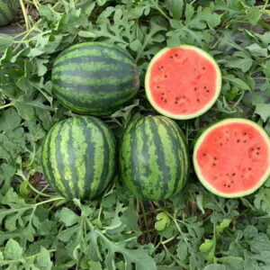 SEMILLA SANDIA MIRELLA F1