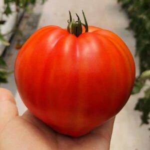 SEMILLA TOMATE CAURALINA F1