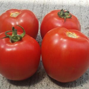 SEMILLA TOMATE DANTE F1