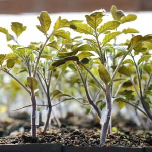 SEMILLA TOMATE RESISTAR F1