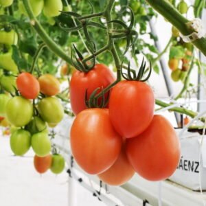 SEMILLA TOMATE SIR ELYAN F1