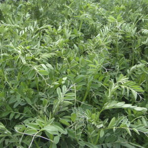 SEMILLA VICIA ATROPURPUREA