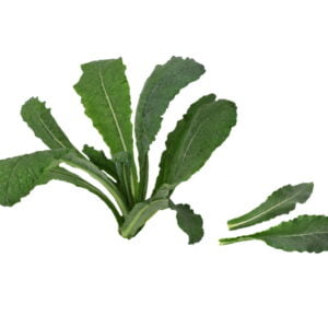 SEMILLA KALE TOSCANO