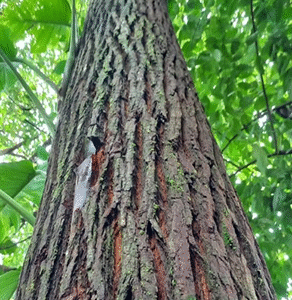 SEMILLA EUCALIPTO PELLITA